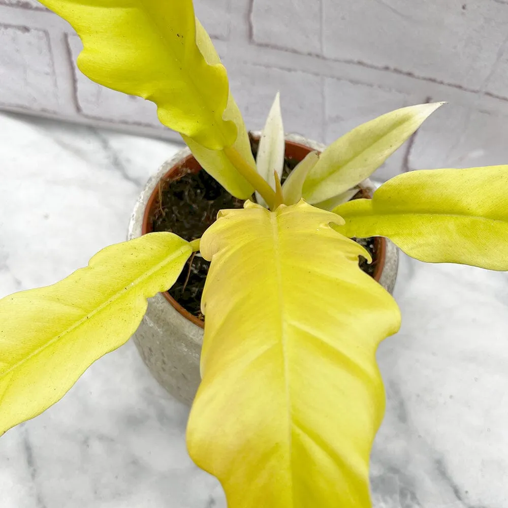 15 - 25cm Philodendron Lemon Saw House Plant 12cm Pot